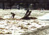 Gathering_seaweed.jpg (58103 bytes)