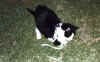 Gopher_Hunting.jpg (72350 bytes)