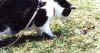 Ill_dig_for_dinner.jpg (107729 bytes)